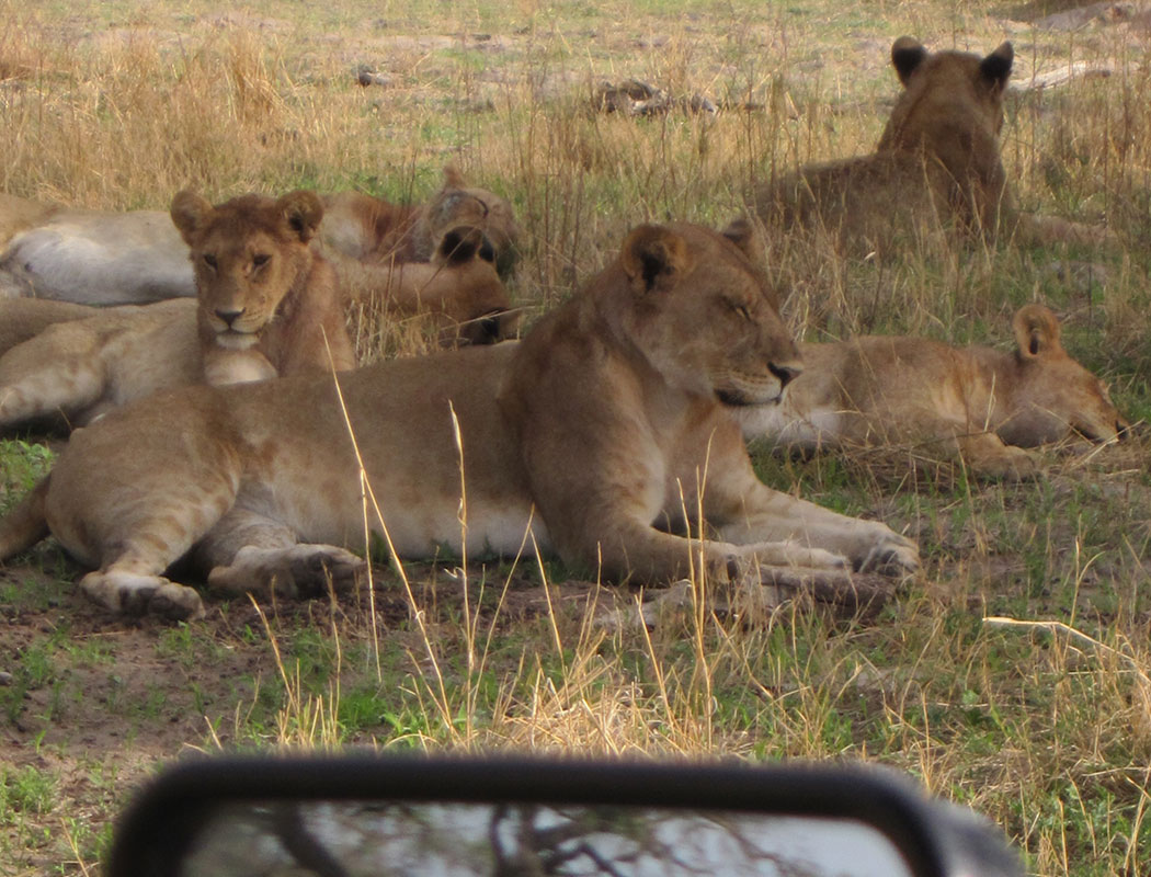 Lion pride seen on an Okavango Coah House camping safari in Botswana